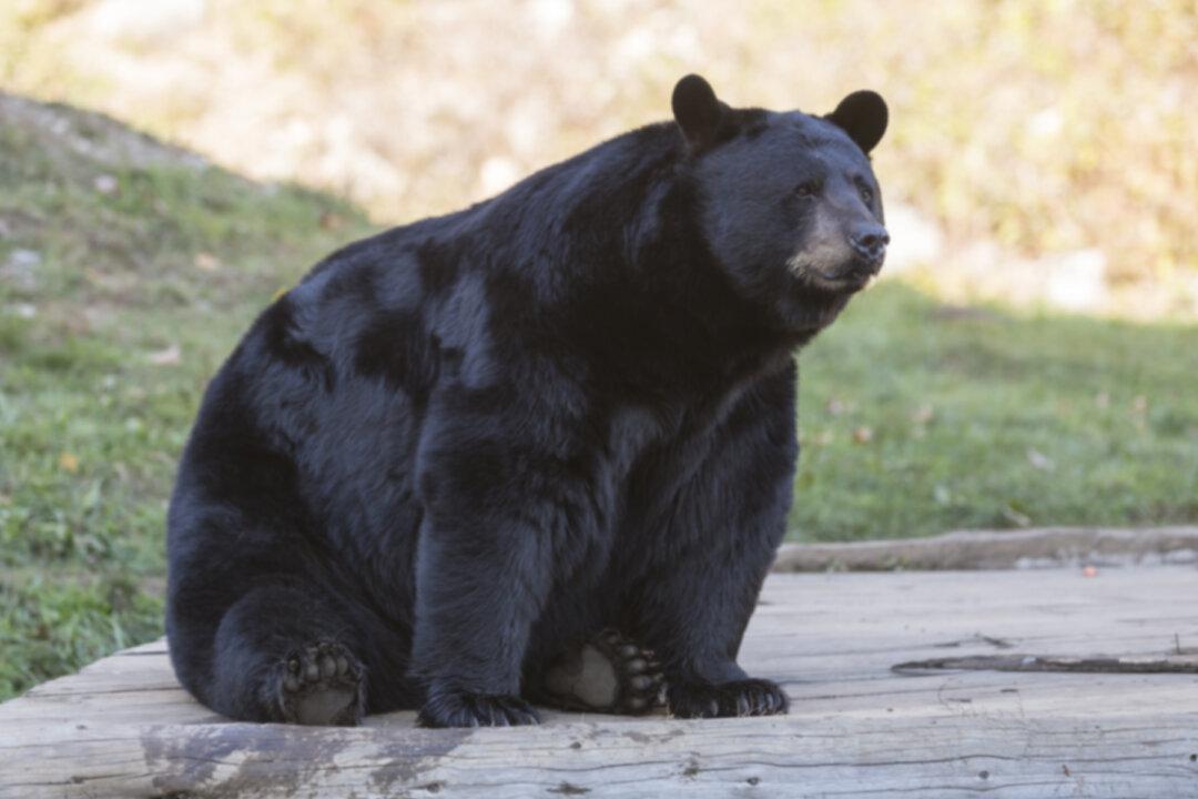 Black Bear Hit, Killed on Golden State Freeway in Castaic