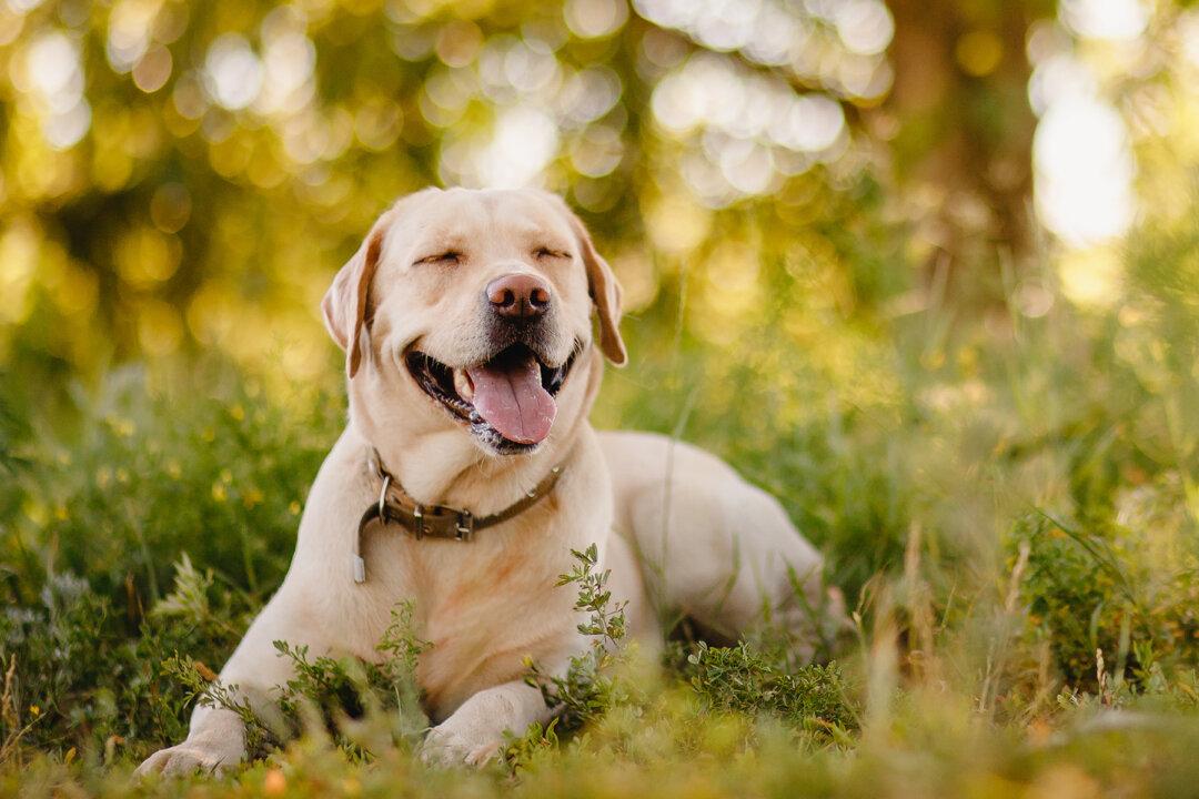Man Thinks He Found Stray Dog at Gas Station Until He Reads Tags: ‘I Am Not Lost. I Like to Roam’