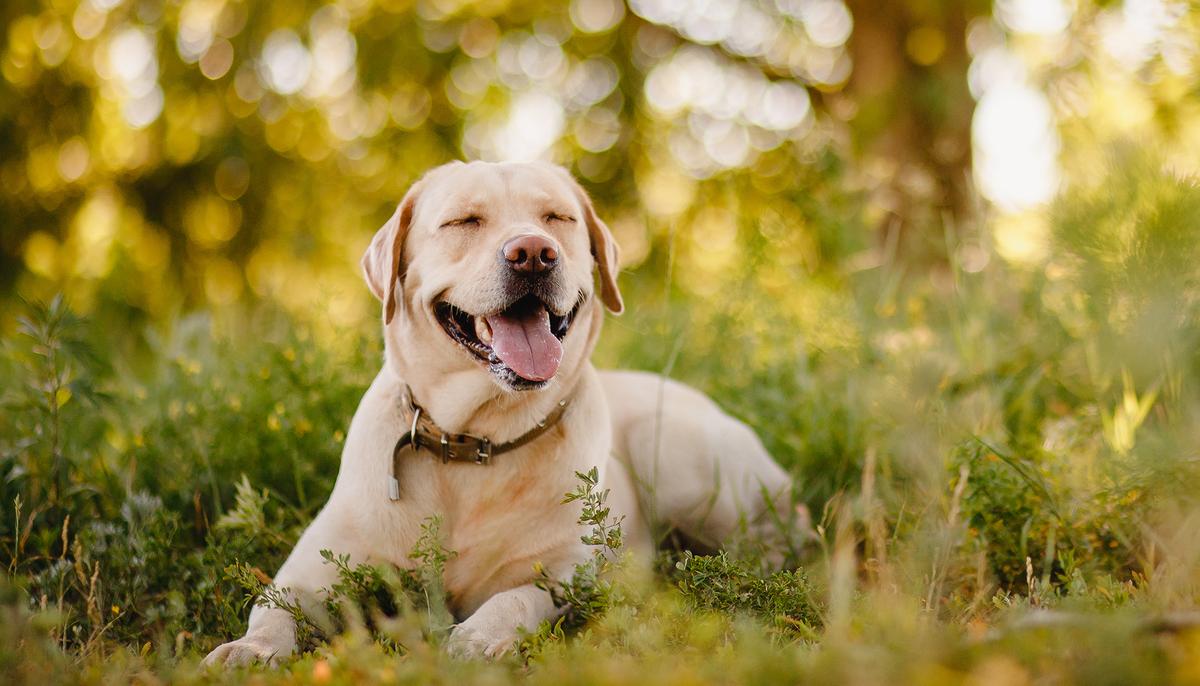 Man Thinks He Found Stray Dog at Gas Station Until He Reads Tags: ‘I Am Not Lost. I Like to Roam’