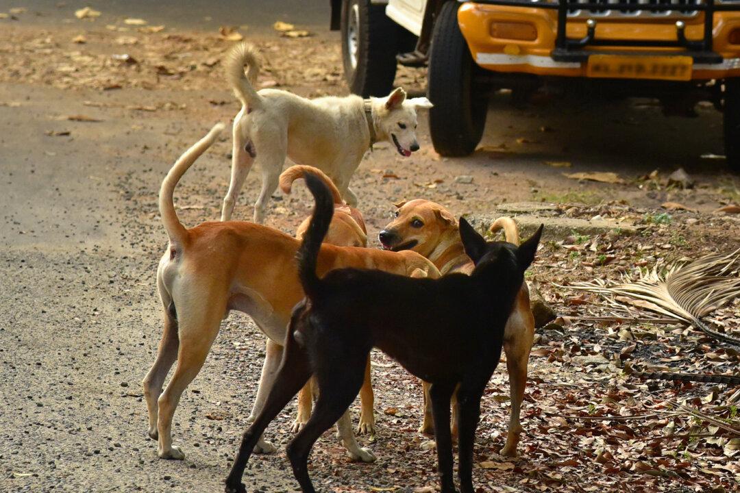 Indian Man Saves His Money For 10 Years to Buy a ‘Pet Ambulance’ to Rescue Desperate Stray Dogs