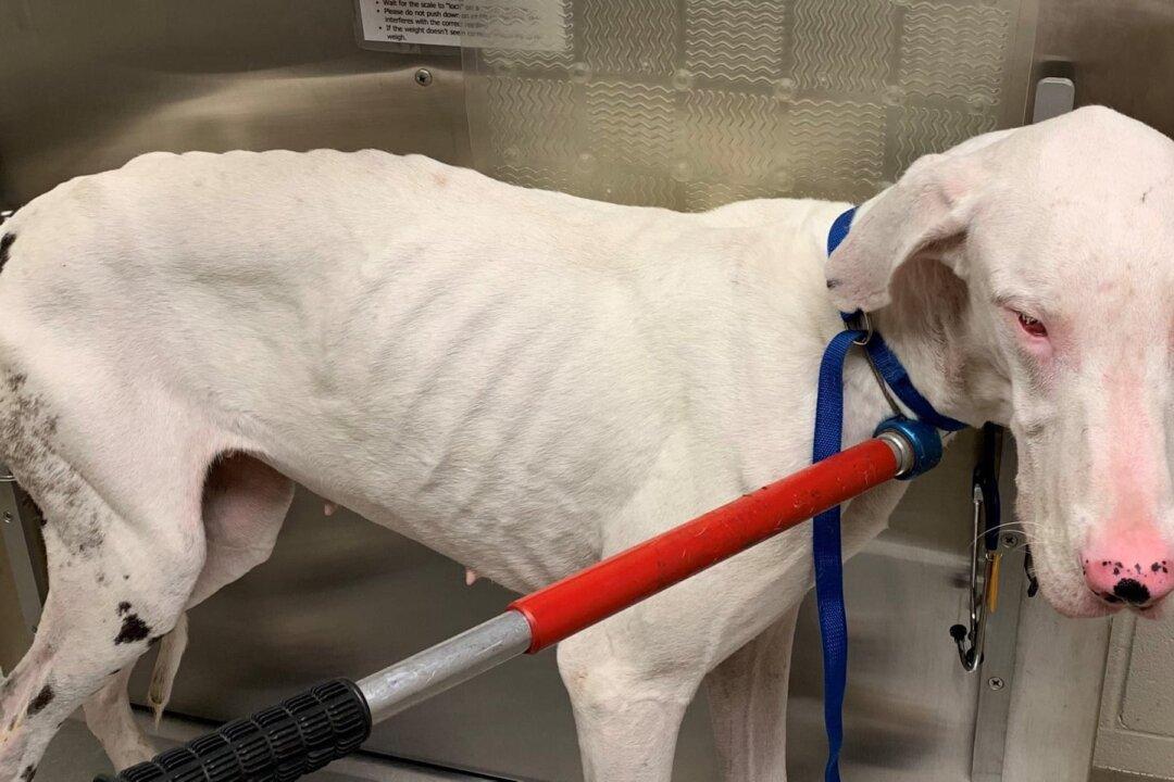 Police Save 32 Great Danes, Some in ‘Near-Death’ Conditions, From Virginia Home