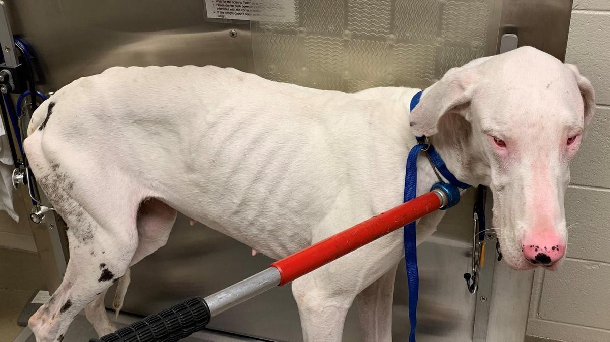 Police Save 32 Great Danes, Some in ‘Near-Death’ Conditions, From Virginia Home