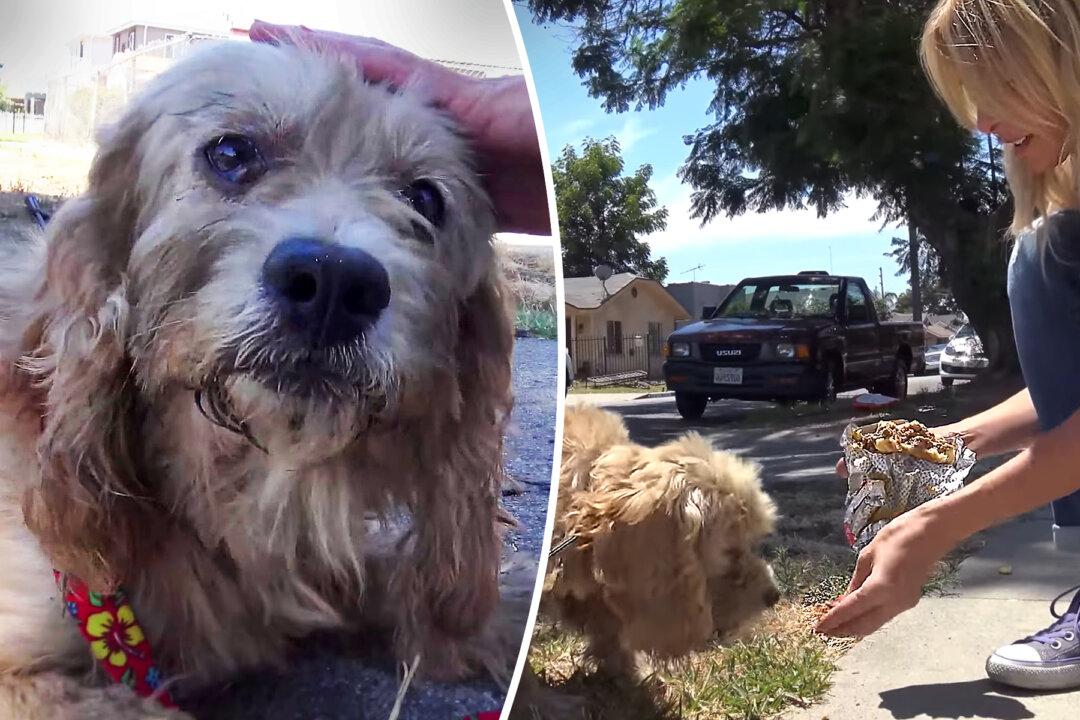Homeless Cocker Spaniel Is Starving on the Streets Until Hope for Paws Comes to the Rescue