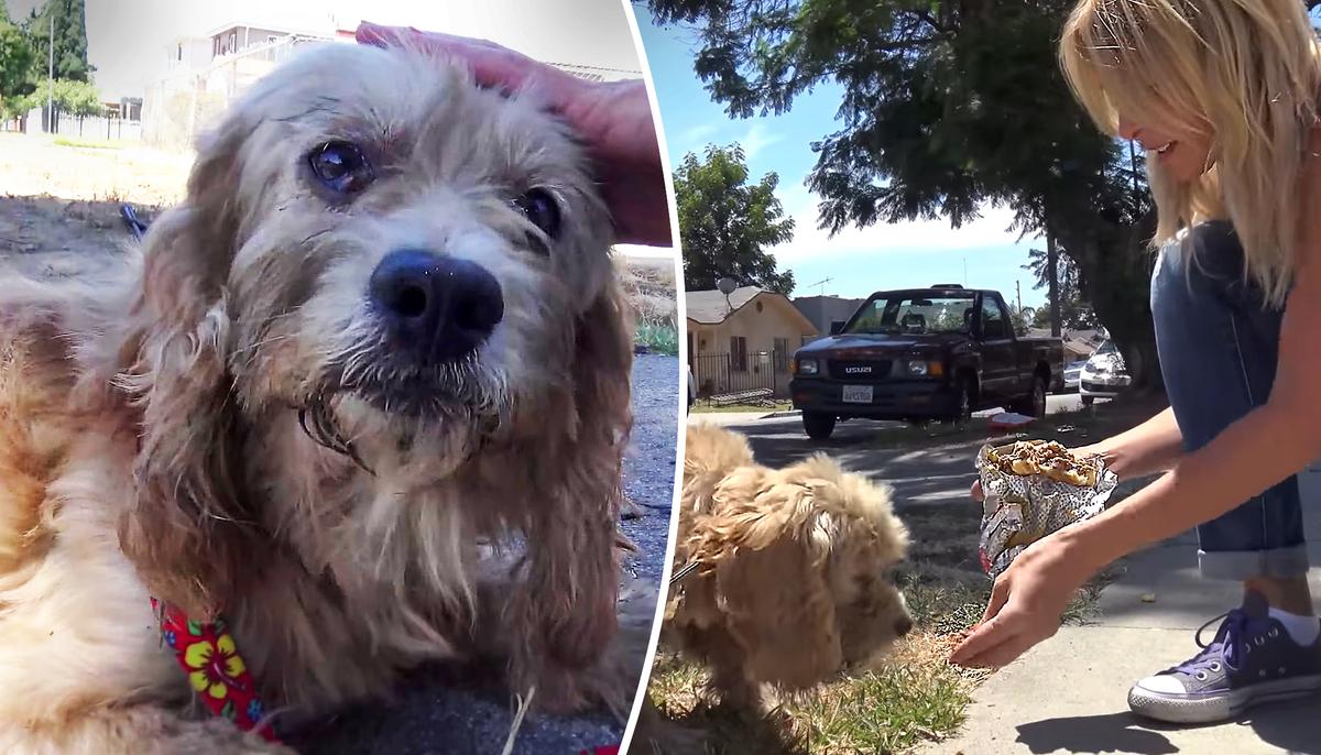 Homeless Cocker Spaniel Is Starving on the Streets Until Hope for Paws Comes to the Rescue