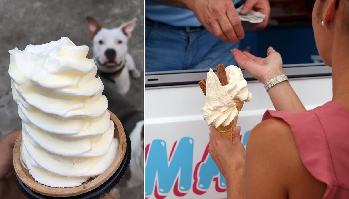 Pit Bull Runs Over to Ice Cream Truck and Patiently Waits in Line for Vanilla Cone
