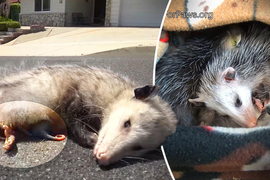 Mother Possum Found Dead on the Road, Her Body Protecting 9 Tiny Babies