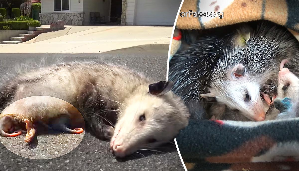 Mother Possum Found Dead on the Road, Her Body Protecting 9 Tiny Babies