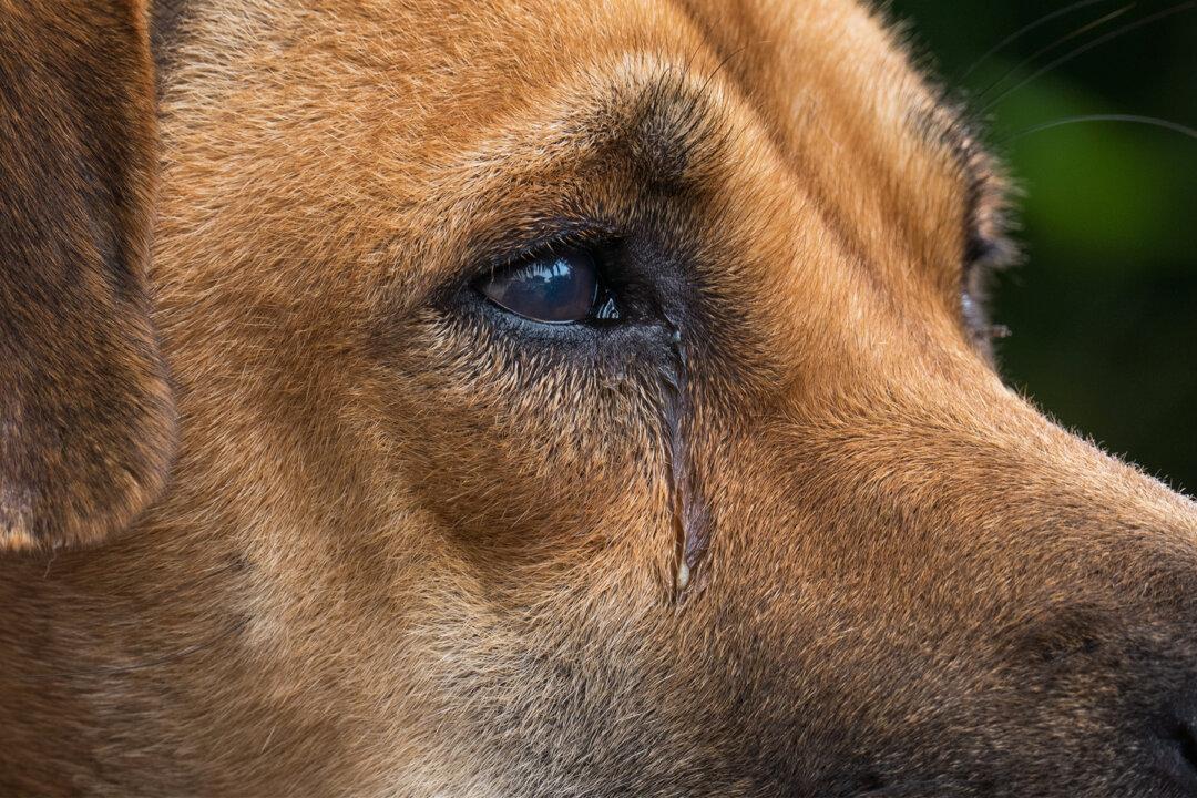 Undercover Footage Reveals Barbaric Treatment of Monkeys and Dogs at ‘German Laboratory’