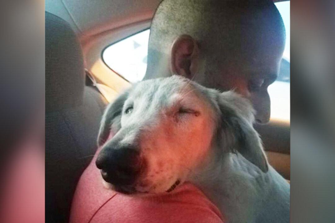 Stray Dog Hiding Under a Car in Dubai Begs Passerby to Take Him Home