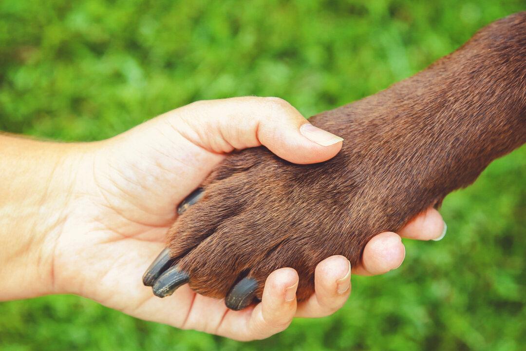 Stray Dog Was Seen Living on Porch of Abandoned House–Until 2 Humans Gave Her a Forever Home