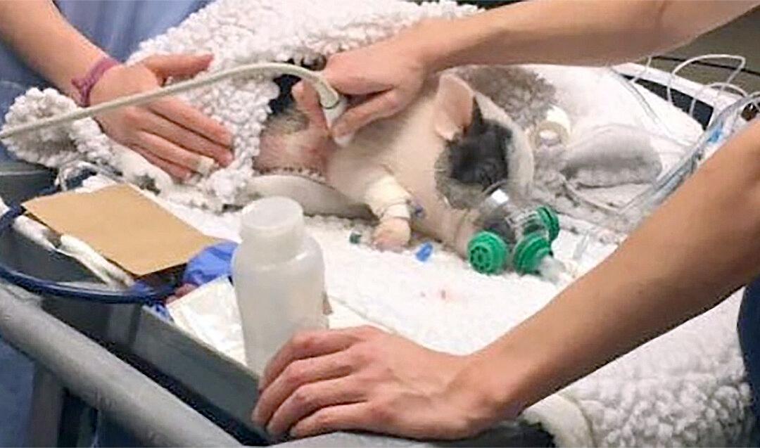 Video of Pig’s Miracle Recovery Goes Viral