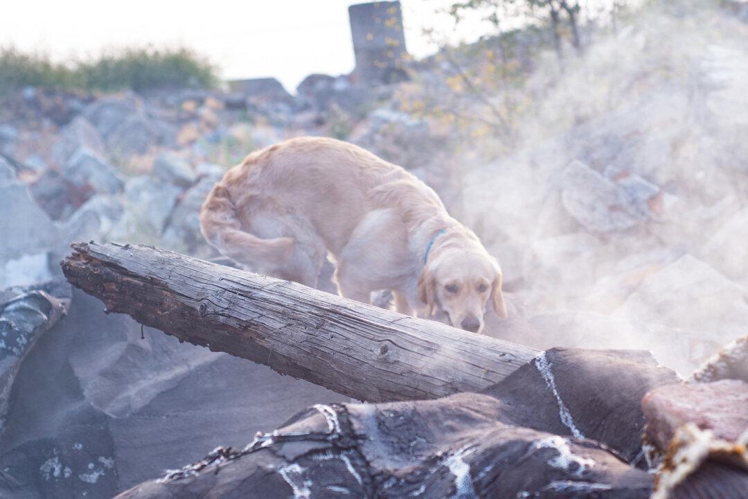 Dog Stops Eating After Losing Pups in Barn Fire, Finds Comfort in Raising 8 Orphans