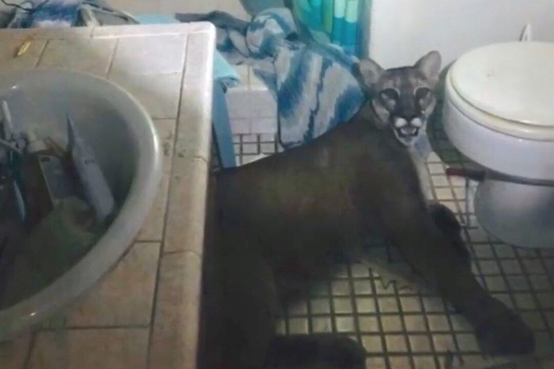 Mountain Lion Breaks Into House, Gets Cornered Before Leaping out of Window