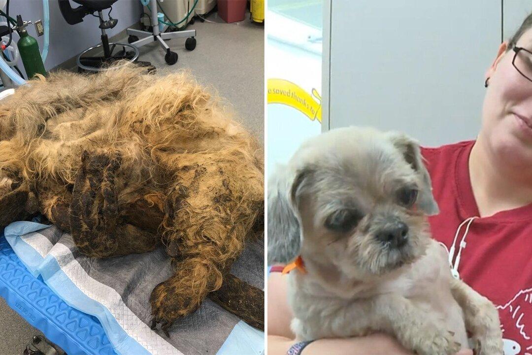 Severely Matted Dog Gets Chance at New Life