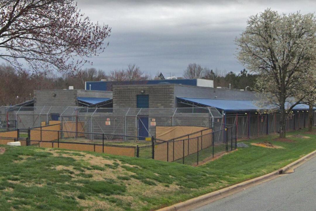 Shelter Pup Filmed ‘Crying’ After Being Used As Breeding Machine Then Dumped Like Trash