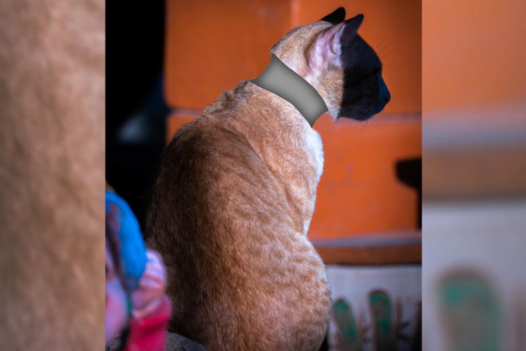 Stray Cat Found With Head Stuck in Roll of Tape Is Unrecognizable After Rescue