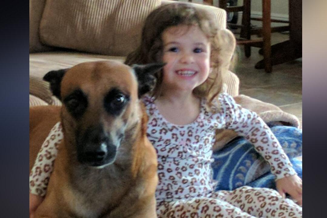 Owner Accuses United Airlines of Dog’s Death, Lawyer: Dogs Are Family Members