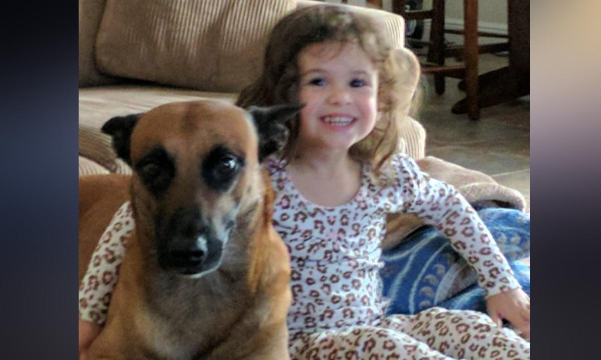 Owner Accuses United Airlines of Dog’s Death, Lawyer: Dogs Are Family Members