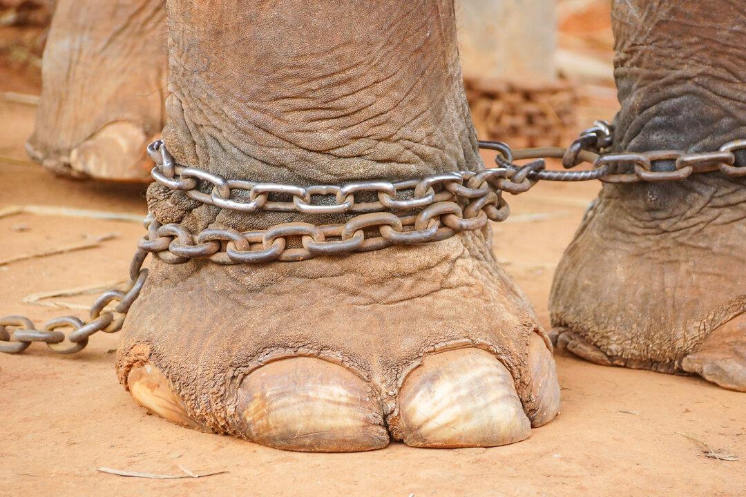 Abused Elephant Cried When Rescued After 50 Years of Slavery, Enjoys 5th Year of Freedom