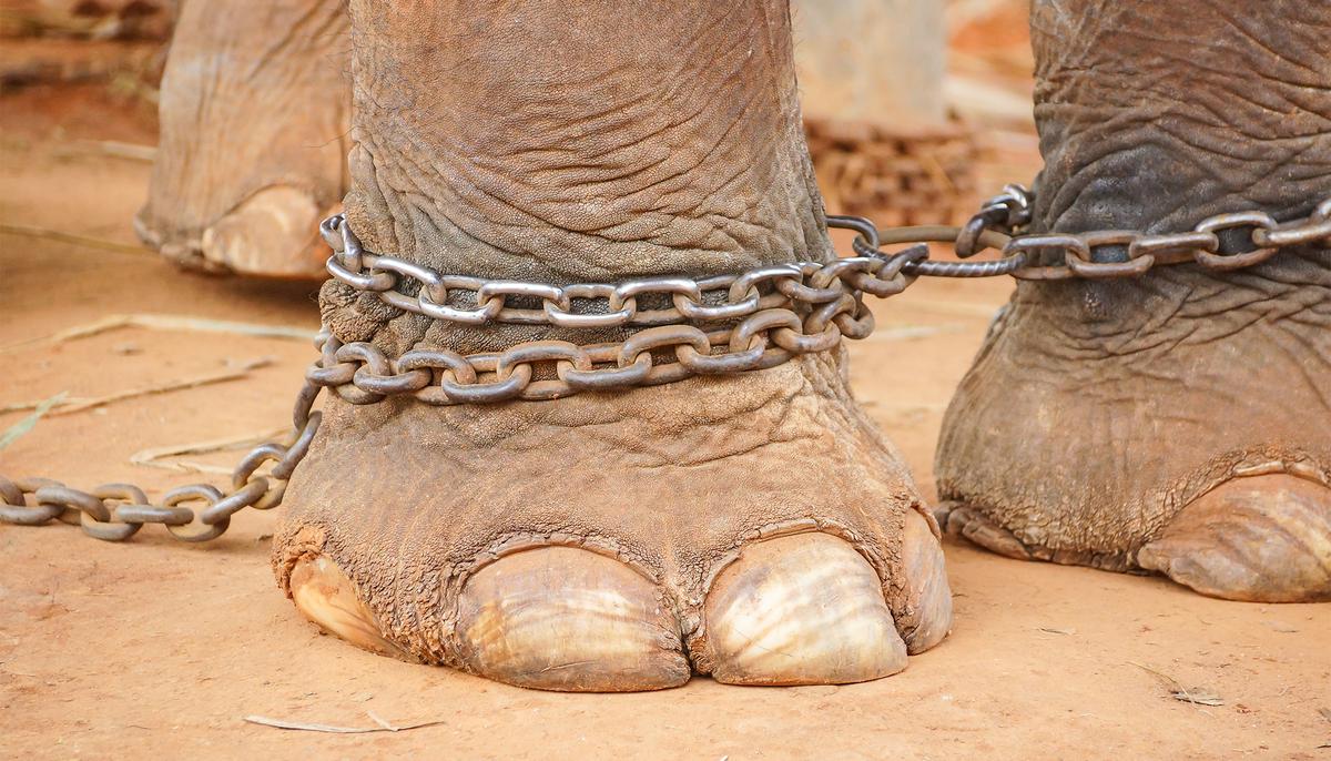 Abused Elephant Cried When Rescued After 50 Years of Slavery, Enjoys 5th Year of Freedom