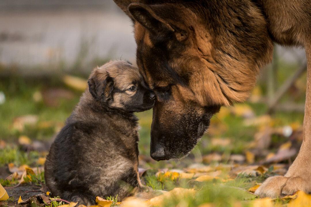Naughty German Shepherd Puppy Refuses to Take a Nap Until Mama Dog Steps In
