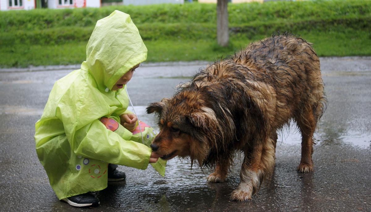 Boy Used Pocket Money to Feed Stray Dogs, Opened a No-kill Animal Shelter at Age 9