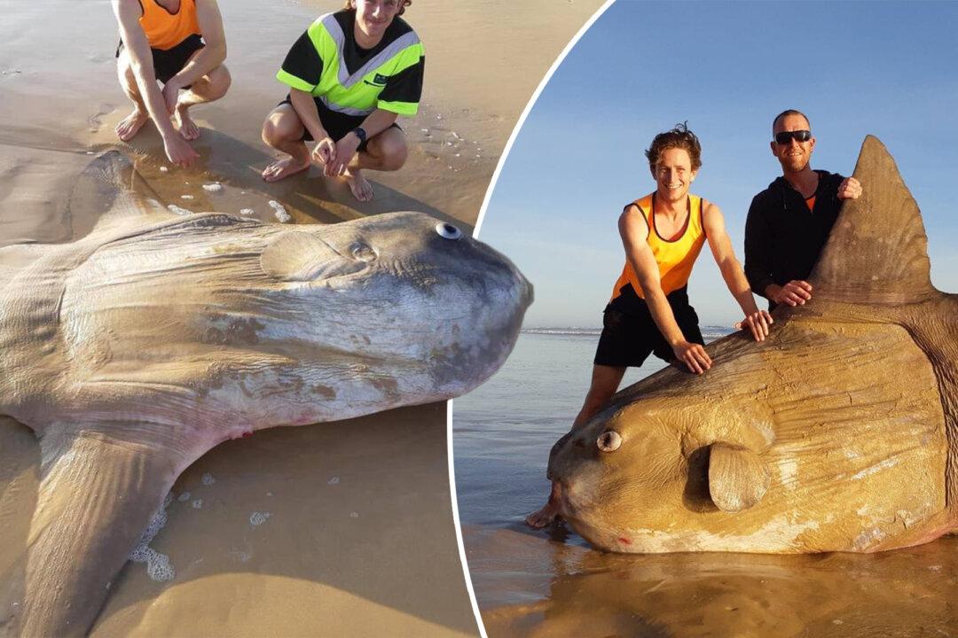 Rare 1.8-Meter Sunfish Washed Up on an Australian Beach: ‘I Thought It Was Fake’