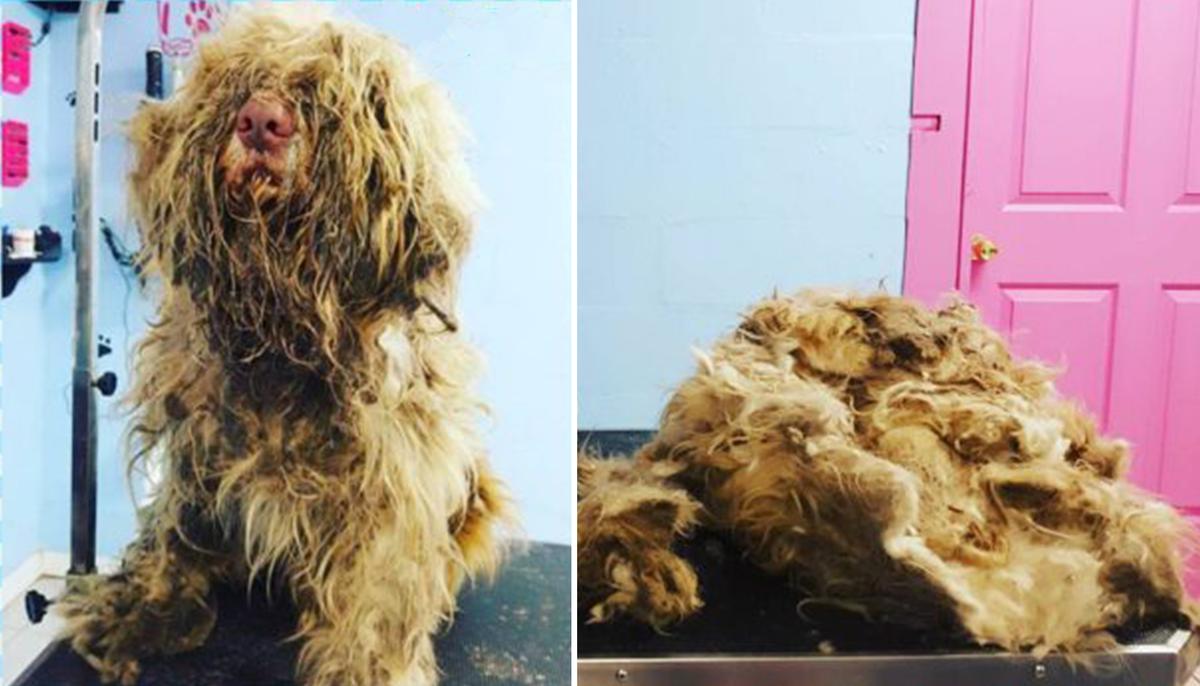 Lady Opens Salon at Midnight to Give Severely Matted Stray Dog an Emergency Grooming