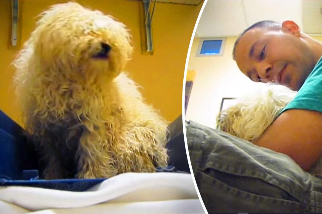 Terrified Dog Knows It’s About to Be Euthanized, Until Rescuer Intervenes and Starts Recording