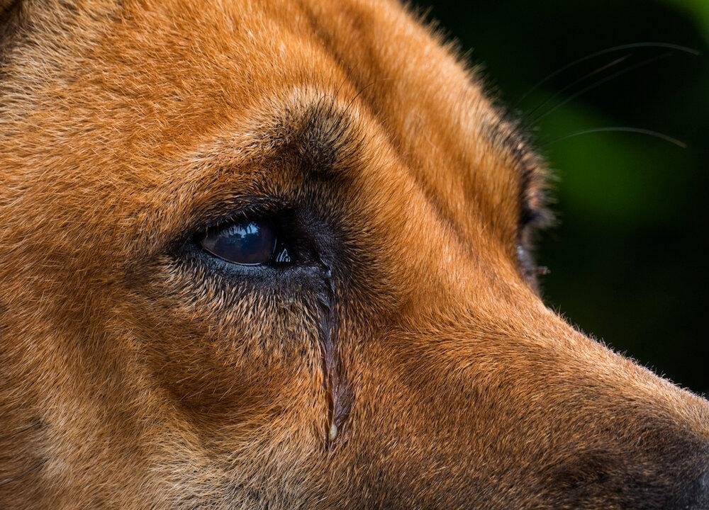 3 Arrested in Louisiana After Dog Found With Legs ‘Sawed Off’