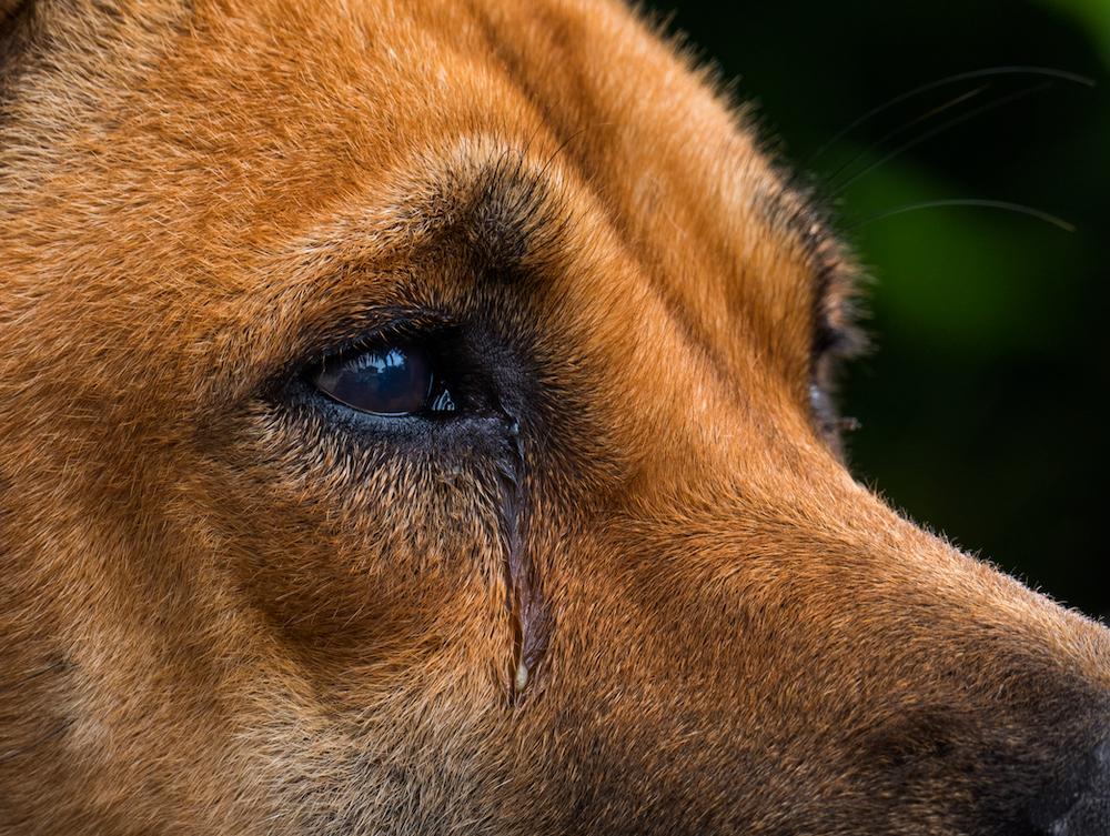 3 Arrested in Louisiana After Dog Found With Legs ‘Sawed Off’