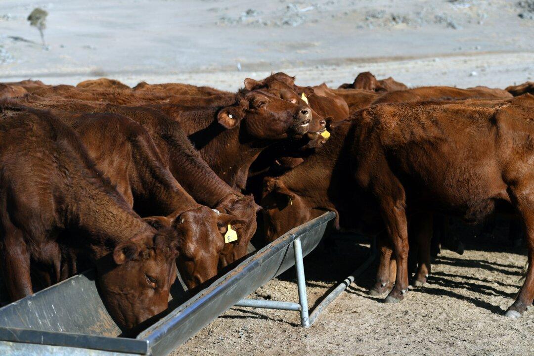 Australian Prime Minister Announces Extra $100 Million in Drought Assistance