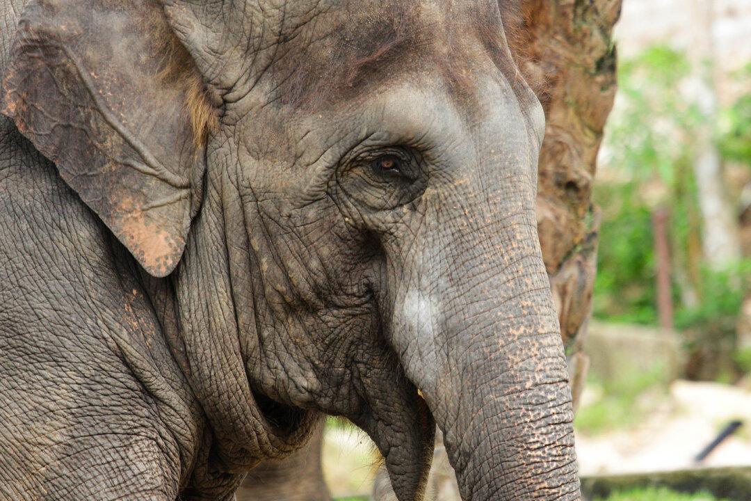 Injured Elephant Amazes Rangers When It Shows Up for Surgery ‘Appointment’ on Its Own