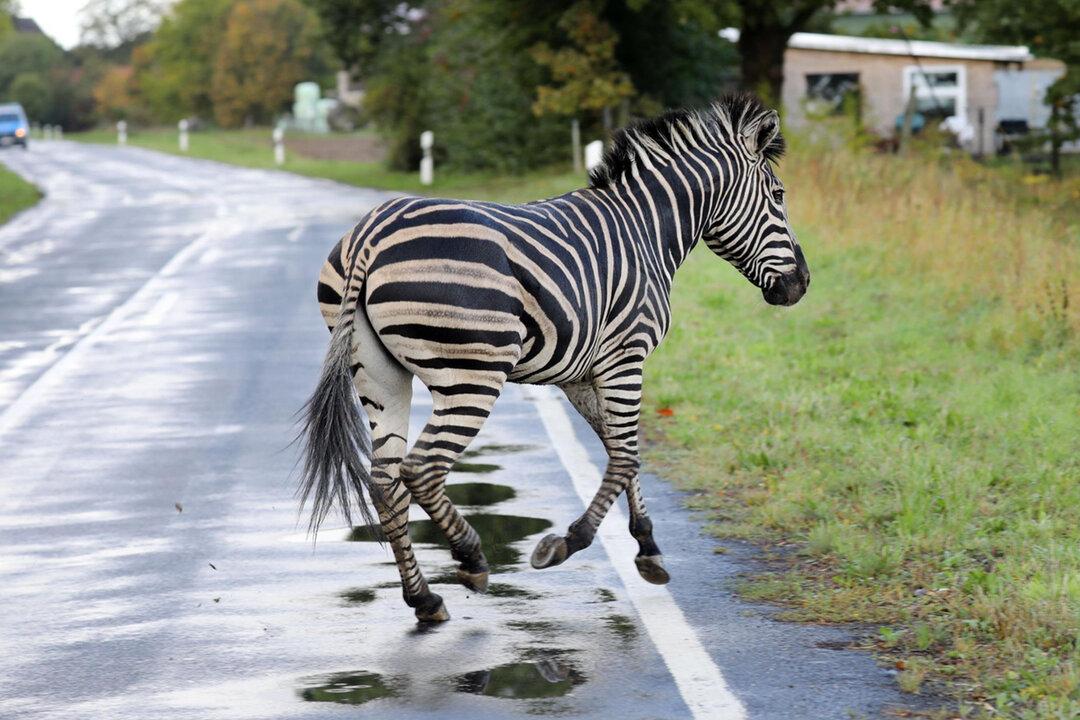 Zebra Shot Dead After Escaping from German Circus, Causing Accident on Highway