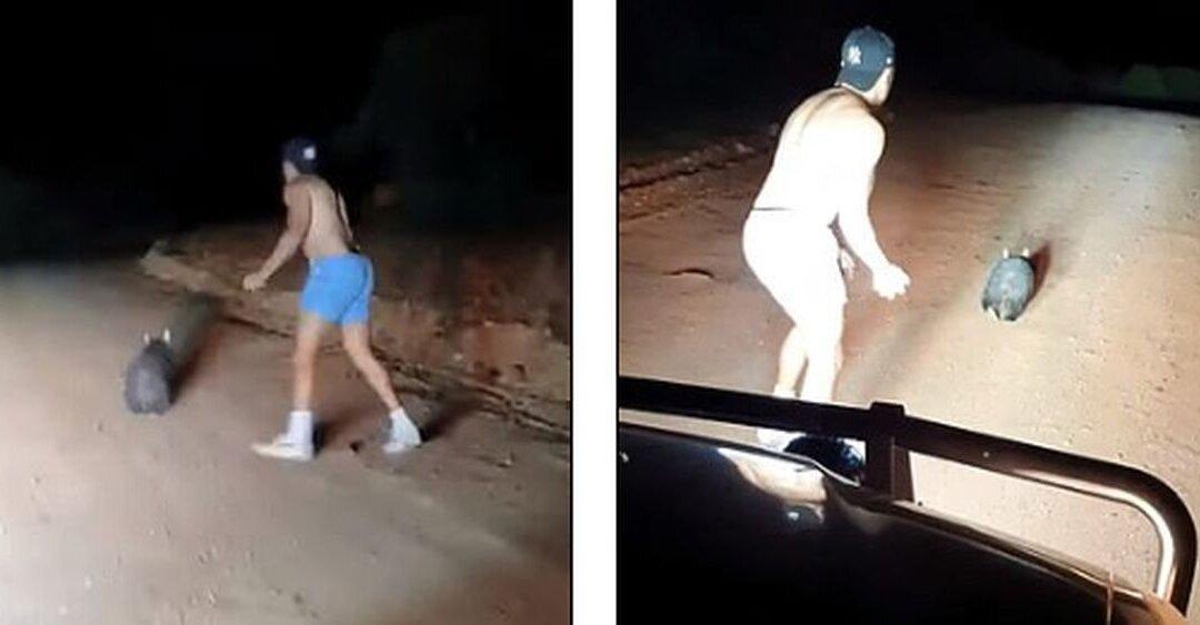 Wombat Stoned to Death by Off-Duty Officer, Police Investigating