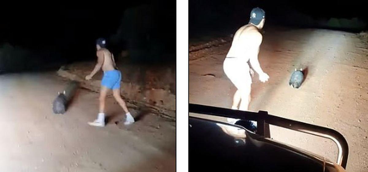 Wombat Stoned to Death by Off-Duty Officer, Police Investigating