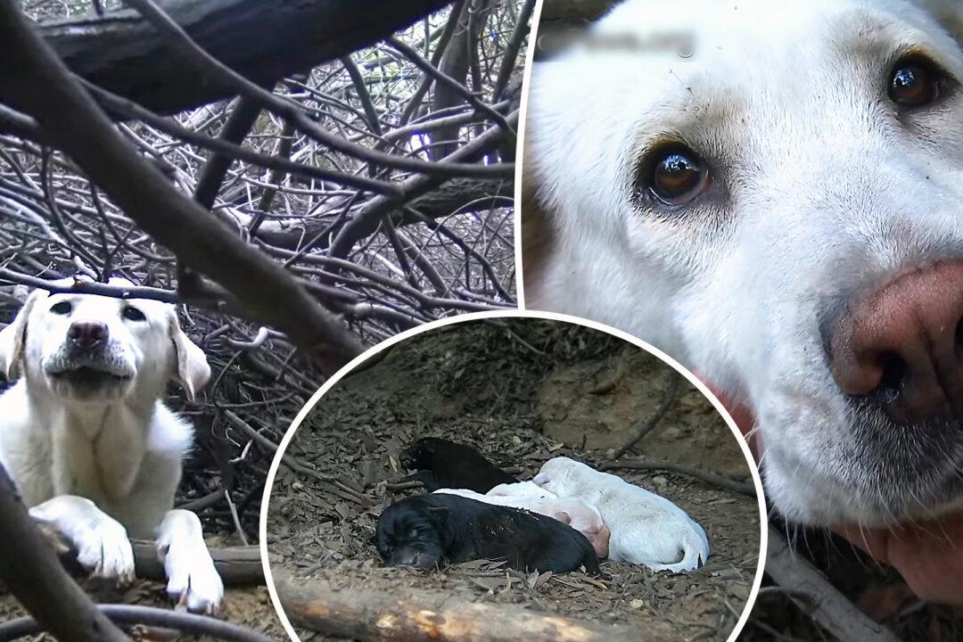 Female Dog Was Homeless and Living in Dense Brush–Then Rescuers Arrived and Found Her Secret