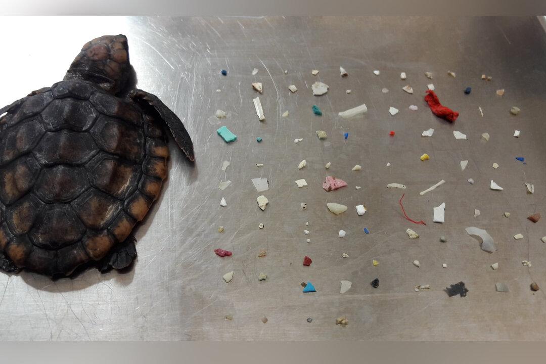 Tiny Dead Sea Turtle Washes Ashore Stuffed Full of Ingested Plastics