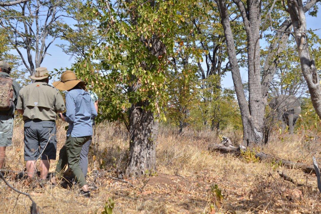 Walking Safari in Zimbabwe: Adventure Among the Beasts