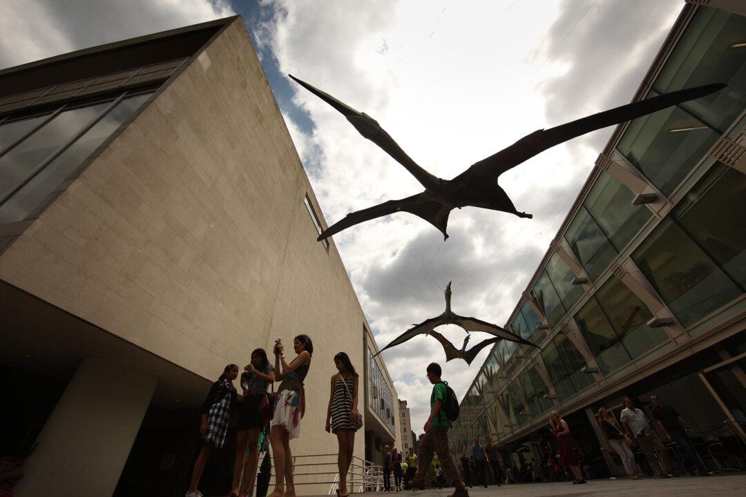 New Species of ‘Iron Dragon’ Pterosaur Found in Australia