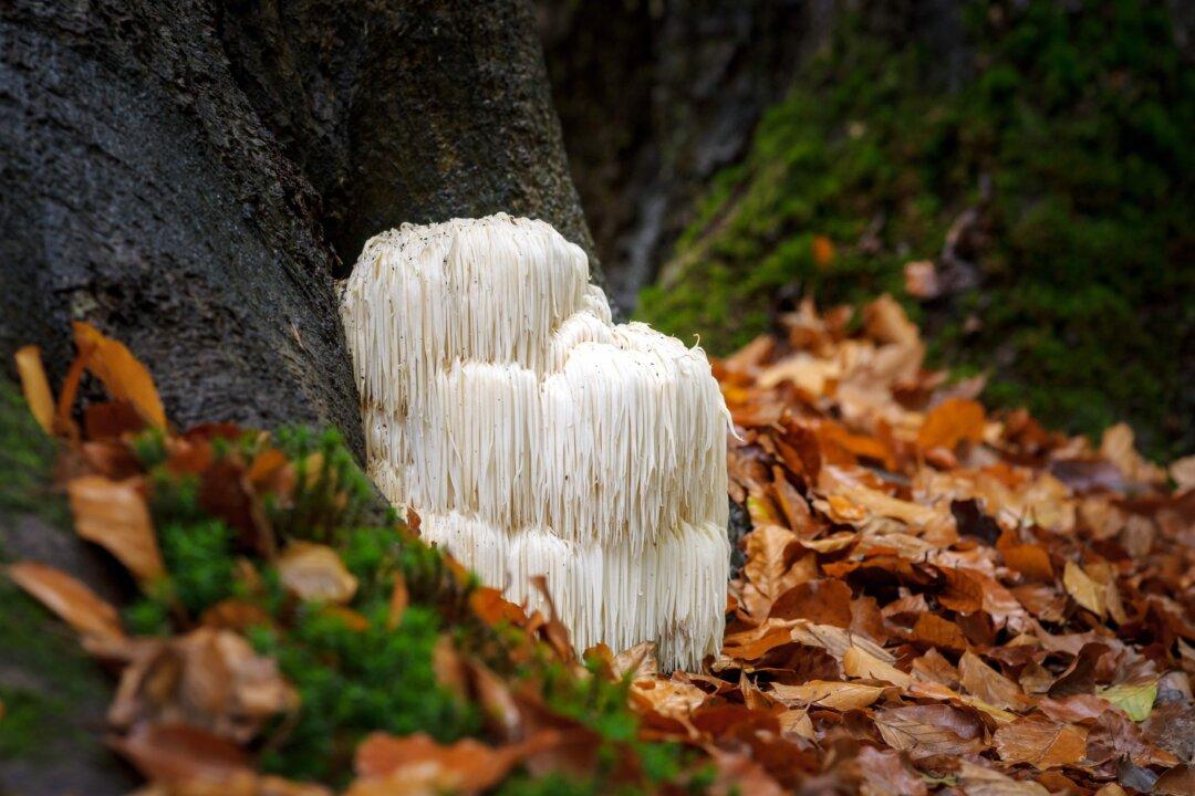 How Lion’s Mane Mushroom Benefits Your Brain