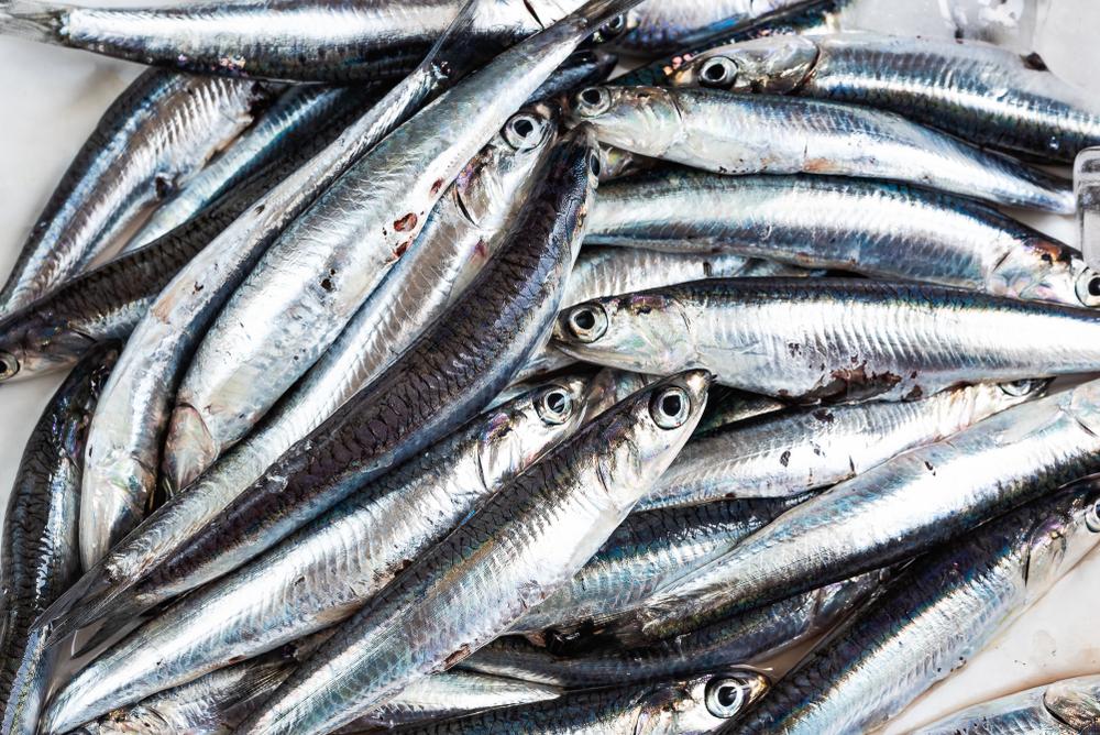 Leave the Anchovies, Take the Sardines