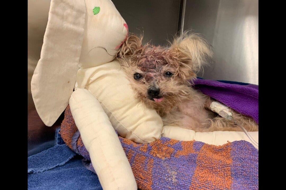 Small Dog Dies After Being Found in Trash Can With Severe Head Injuries