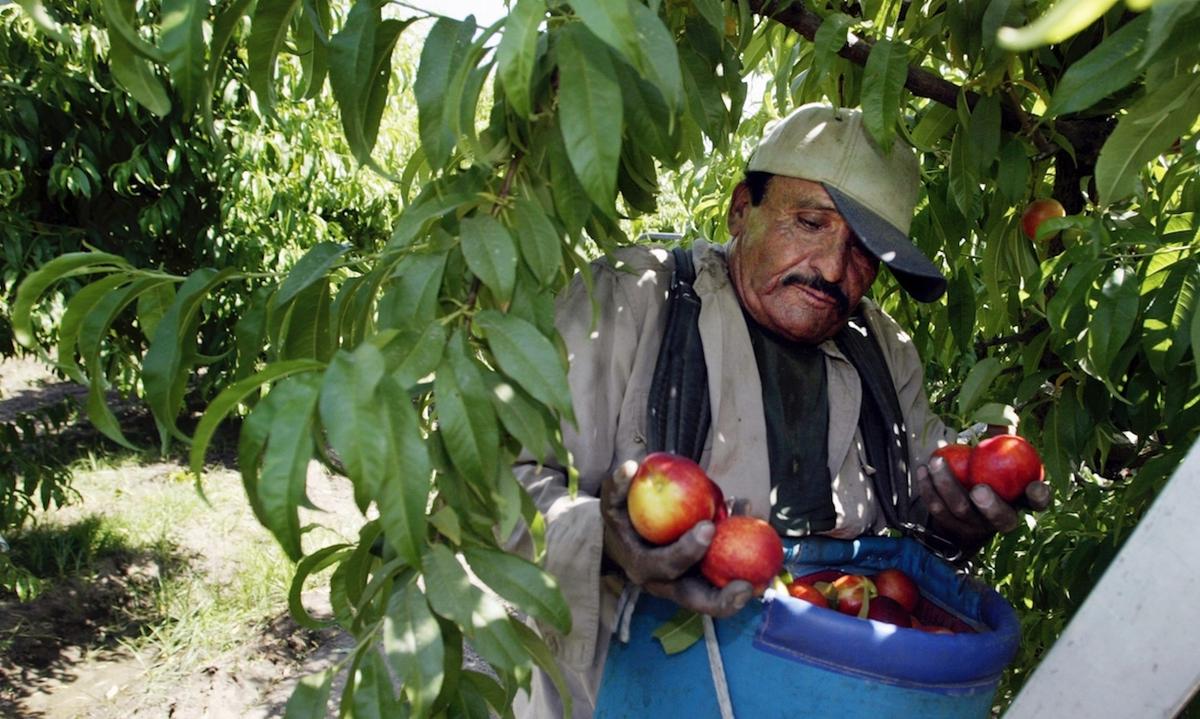 California Bans Pesticide Linked to Brain Damage in Children