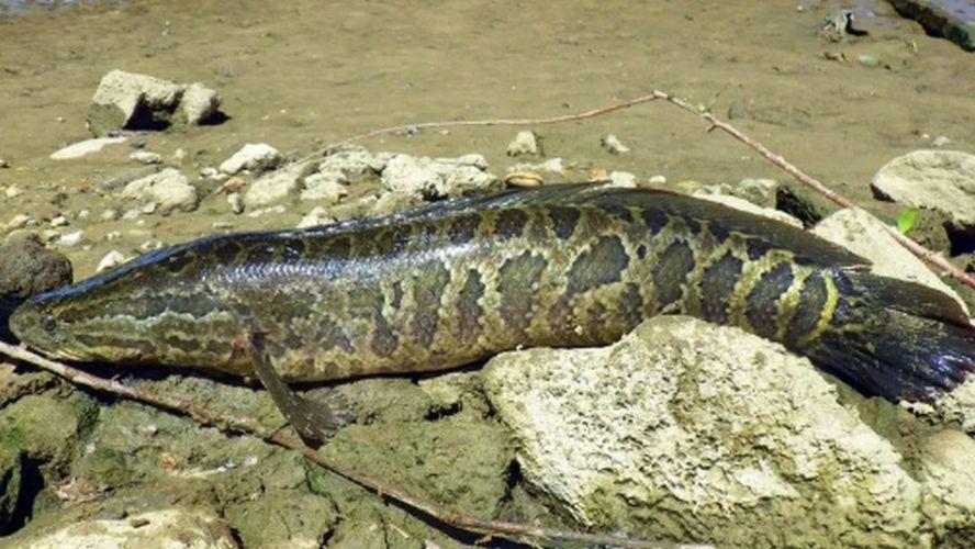 ‘Kill It Immediately’: Invasive Fish That Can Breathe Air Found in Georgia