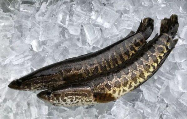 A juvenile northern snakehead fish (Georgia Department of Natural Resources)