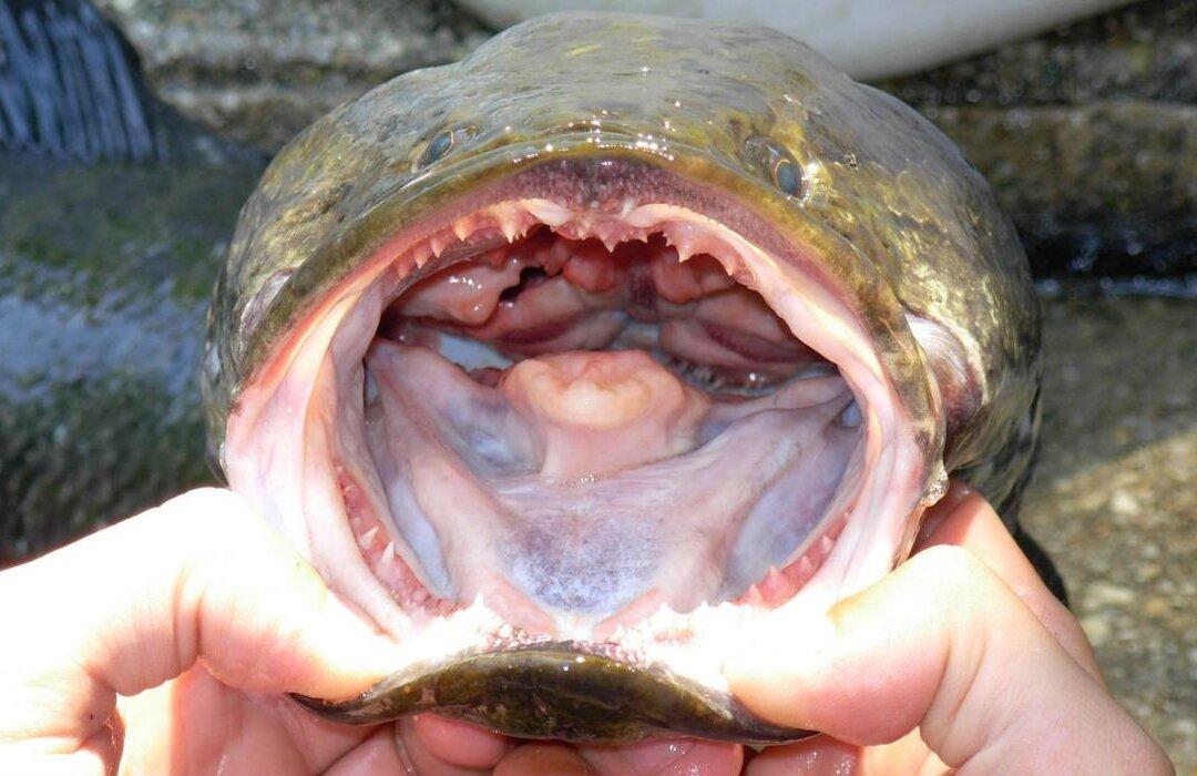 Snakehead Fish Now Found in 14 US States, Could ‘Forever’ Change Ecosystem