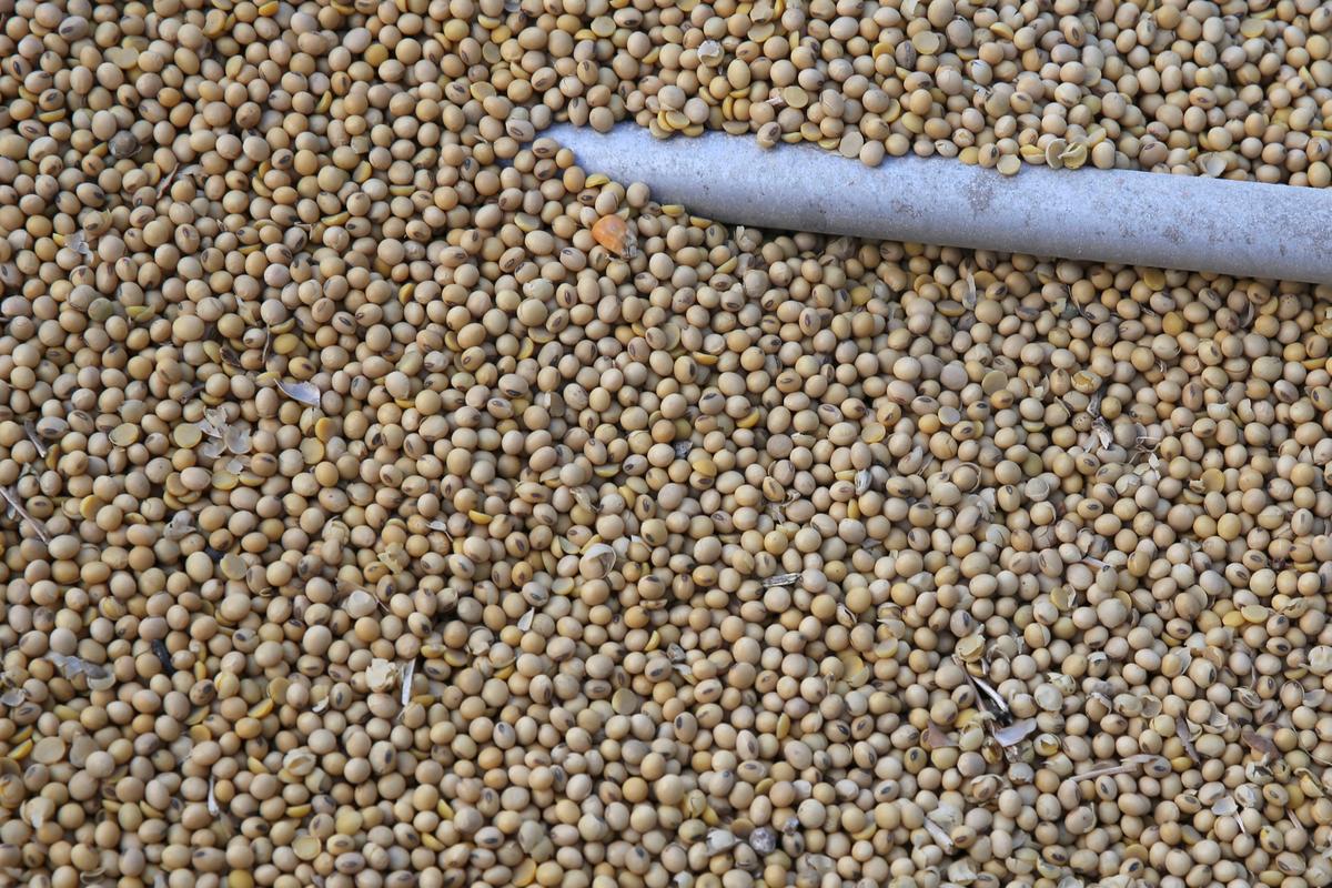 China Buys More US Soybeans, Record Volume of Pork Ahead of Trade Talks