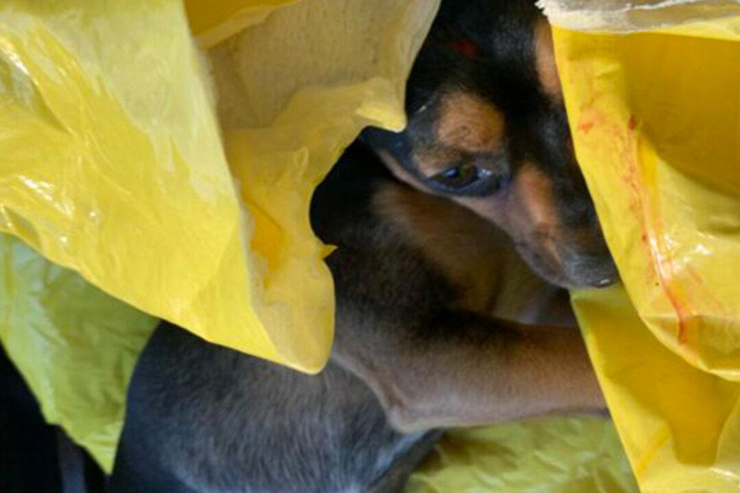 Tiny, Injured Dog Is Trapped on Busy Florida Freeway–Then Courageous Cop Runs Out to Help