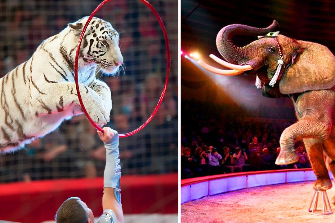 Traveling Circus Animals and Wild Animal Exploitation Soon to Banned in UK in 2020